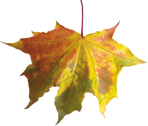 Autumn Leaves Png Images Free Png Yellow Leaves Pictures