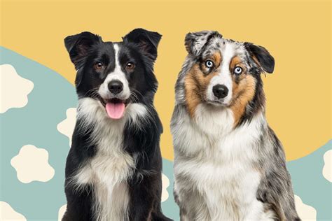 Border Collie Vs Australian Shepherd Can You Spot The Differences