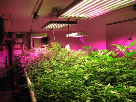 The system only takes up 15.4 x 6.7 x 4.5. How Artificial Plant Lights Will Help Growing Your Plants ...