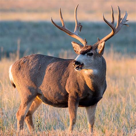 Montana Mule Deer Hunt Montana High Country