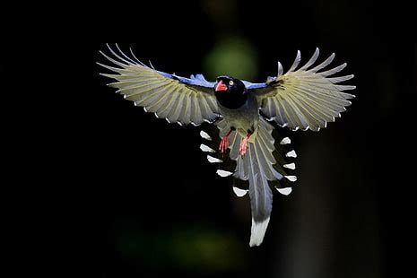 Free bokeh stock video footage licensed under creative commons, open source, and more! HD wallpaper: Birds, Taiwan Blue Magpie, Bokeh, Branch ...