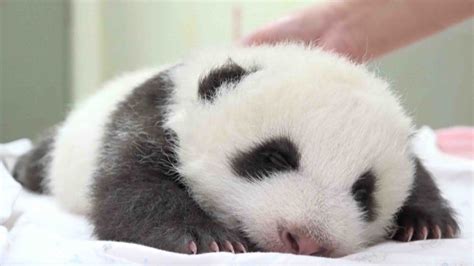 Taipei Zoos Baby Panda Opens Eyes For First Time Cgtn