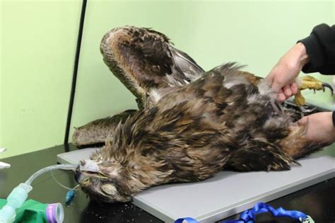 Golden Eagle Found Shot And Critically Injured On Scottish Grouse Moor