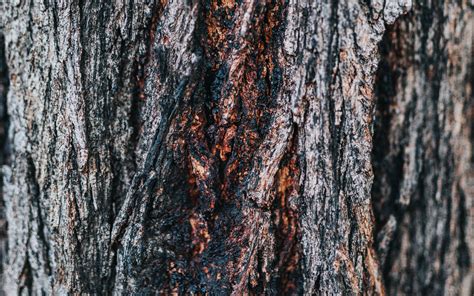 Download Wallpaper 3840x2400 Bark Tree Wooden Relief