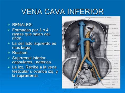 The Inferior Vena Cava