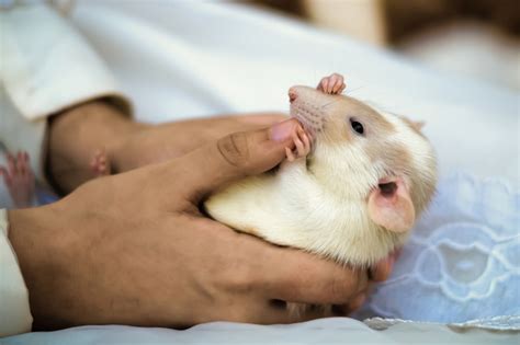 All About Dumbo Rats As Pets Pets Retro