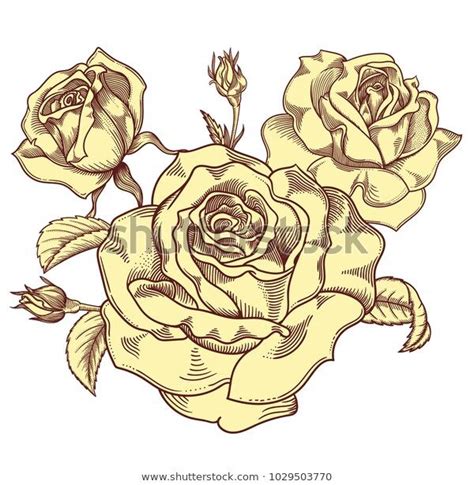 Blooming Nude Retro Roses Flowers Detailed Hand Drawn Vector Illustration Romantic Vintage