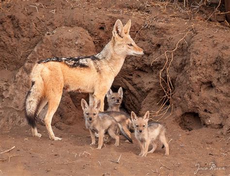 Jackal family | Black backed jackal, Puppies, Animals