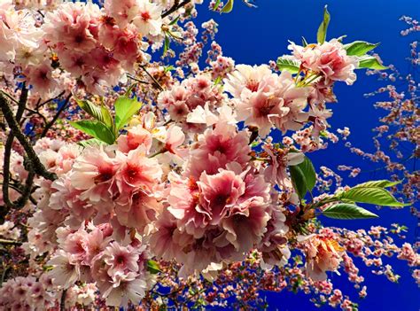 Fioriture in citta' piante con fiori rosa albero di fioritura rosa ornamentale di. Stampe artistiche, quadri e poster con alberi, fiore ...