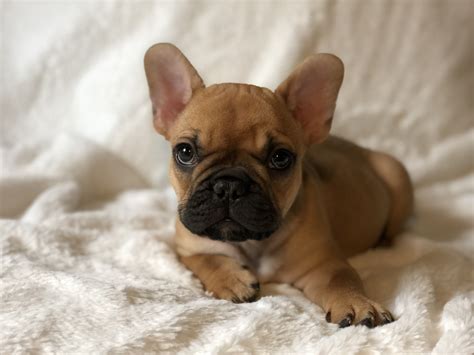 French Bulldog Puppies Central Florida French Bulldog Puppy For Sale