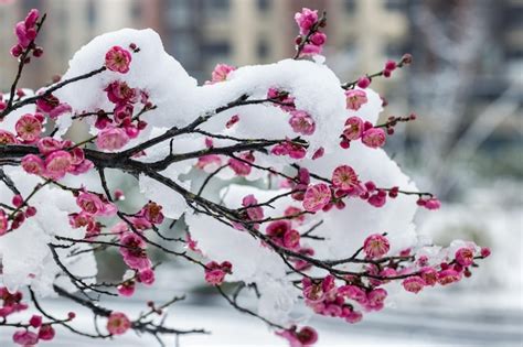 Premium Photo Red Plum Blossoms Bloom In Cold Winter