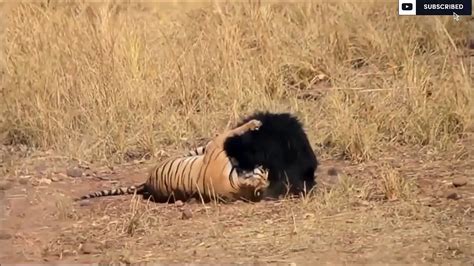 Tiger Vs Sloth Bear Watch What Happens N Video Dailymotion