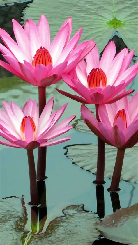 Choose from hundreds of free flower wallpapers. Lotus, water lily, water background | Lotus flower ...