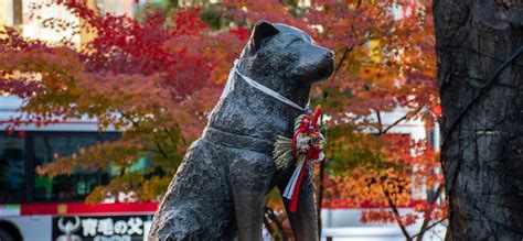 Hachiko In Shibuya Der Treueste Hund Japans Hangry Stories
