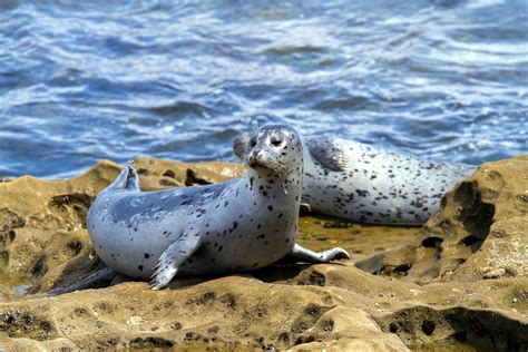 Free Images Sea Wildlife Fauna Seals Vertebrate Harbor Seal