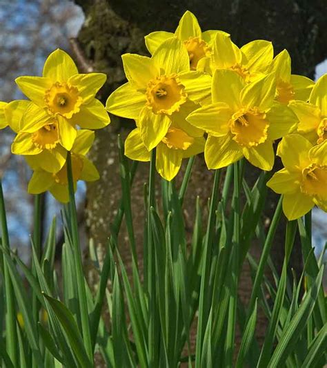 Beautiful Daffodils Hot Sex Picture