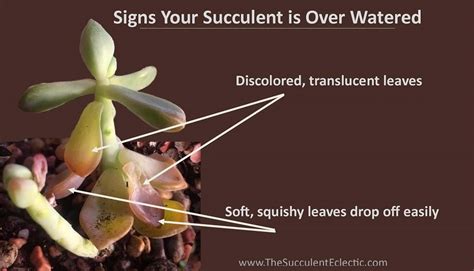 How To Water Succulents Your Plants Will Tell You The Succulent