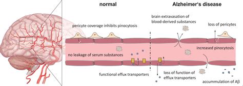 The Blood Brain Barrier And Its Role In Alzheimers Disease