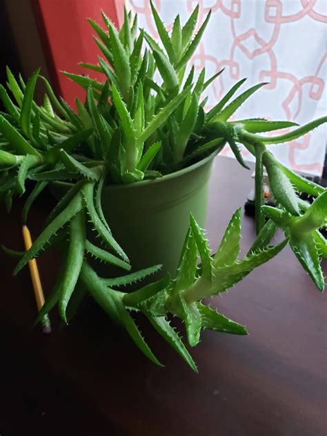 Long Spiky Viney Indoor Plant Got From A Co Worker And She Doesnt