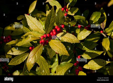 Winterberry Holly Ilex Verticillata Winter Red Shrub Leaves And