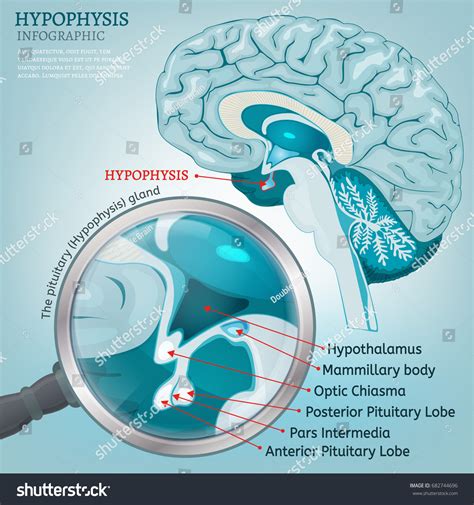 Pituitary Gland Detailed Vector Illustration Medical Stock Vector