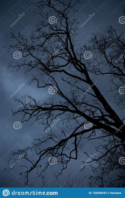 Dramatic Tree Stock Photo Image Of Curly Tree Branches 138306942