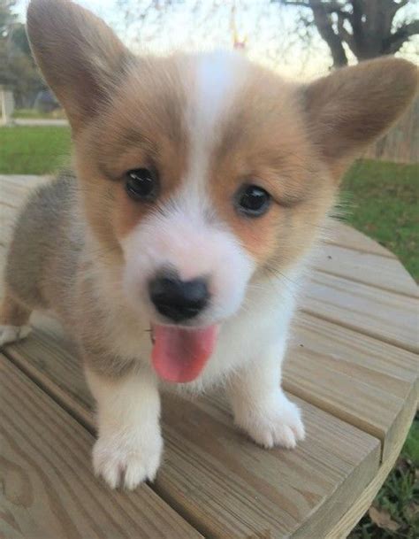 Pembroke Welsh Corgi Puppies For Sale Queen Creek Az 292603