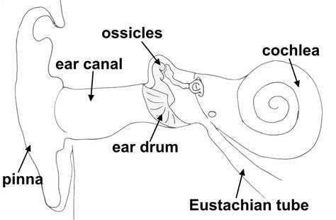 How To Draw The Ear Structure In Easy Way