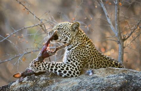 What Do Leopards Eat Facts About Their Diet And Lifestyle