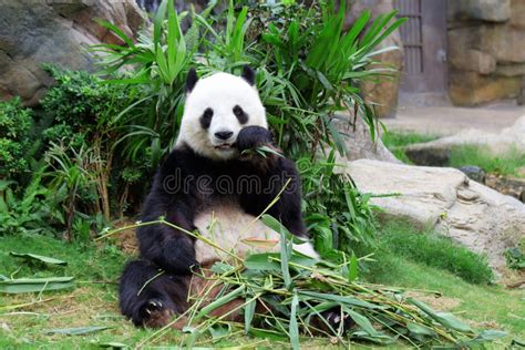Giant Panda Eating Bamboo Stock Image Image Of Grass 28281363