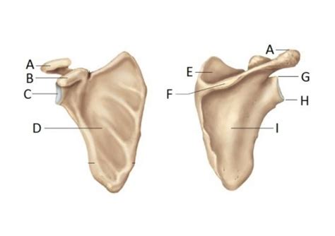 The Pectoral Girdle Diagram Quizlet