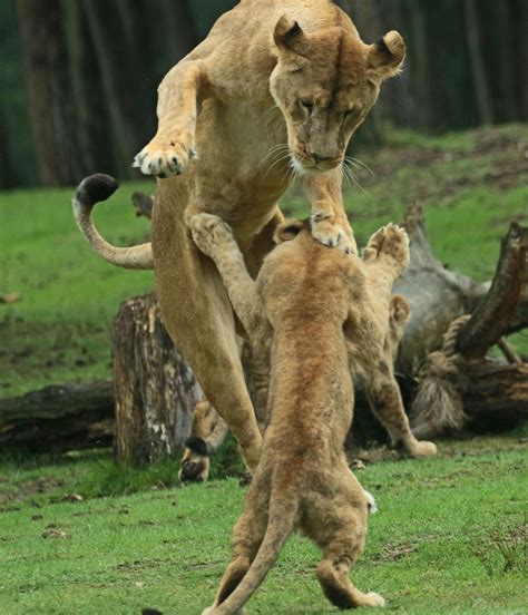 Afrikaanse Leeuw Beekse Bergen Jn A African Cats African Lion