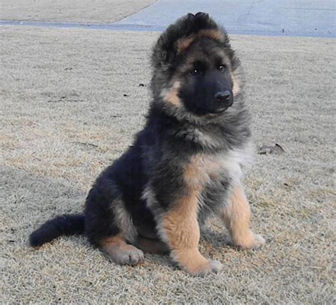 Long Haired King German Shepherd Puppies For Sale Pets Lovers