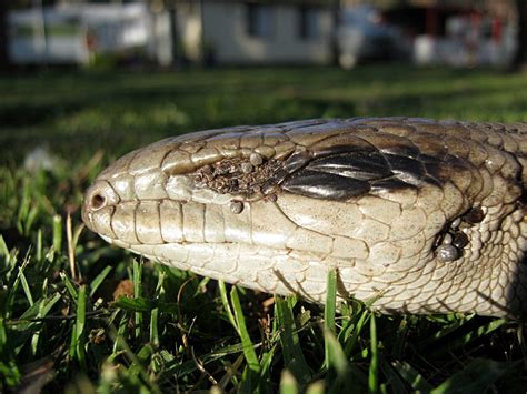 Tick Infested Blue Tongue 2 Found This Blue Tongue Lizard Flickr