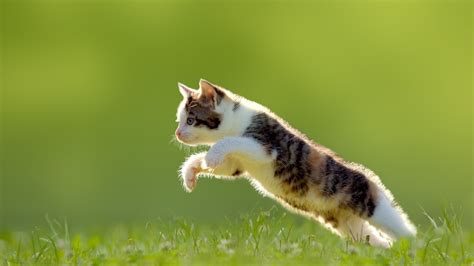 Котенок в прыжке на газоне обои для рабочего стола картинки фото