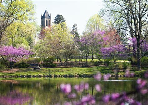 Attractions include state parks, the iowa state fair in des moines, decorah bald. I love the purple flowering trees on campus at Iowa state ...