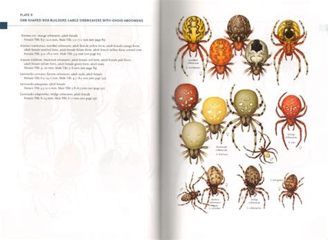 Common Spiders Of North America Nokomis