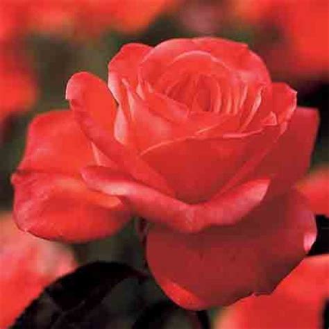 Tropicana Hybrid Tea Rose Hybrid Tea Roses Edmunds Roses