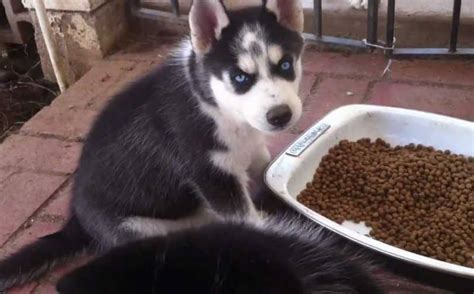 This subreddit is dedicated to siberian huskies, anything related to the beautiful dog. Best Dog Food for Huskies: What to Choose And Why
