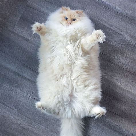 This Cats Majestic Fluff Makes Him Look Like A Dreamy Cloud We Love