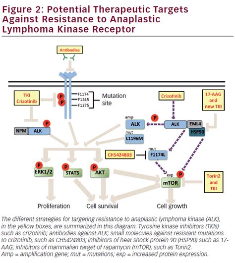 The Role Of Anaplastic Lymphoma Kinase In Human Cancers Touchoncology