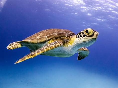 Hawksbill Sea Turtle Overview And Conservation Efforts