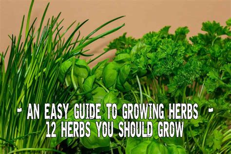 An Easy Guide To Growing Herbs - 12 Herbs You Should Have In Your ...