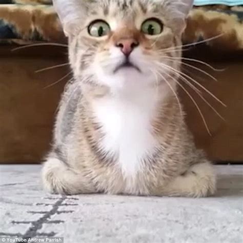 Youtube Video Shows Kitten Getting Scared Wathing Horror Movie Psycho