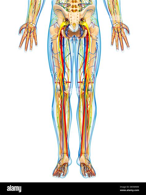 Lower Body Anatomy Artwork Stock Photo Alamy