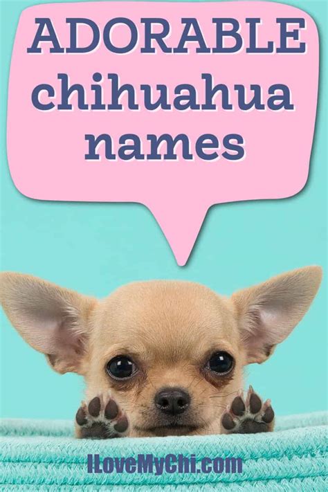 Adorable Chihuahua Names I Love My Chi