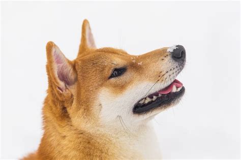 Premium Photo Portrait Of Beautiful Borwn Pedigreed Dog Shiba Inu