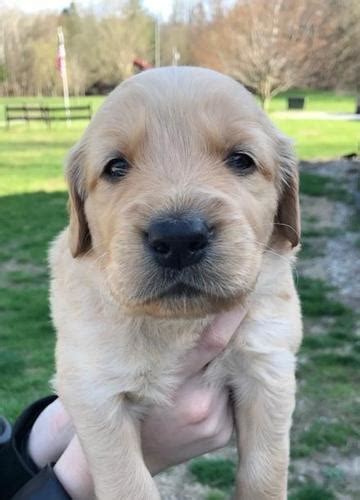 Some of the golden retriever's talents are hunting, tracking, retrieving, narcotics detection, agility, competitive obedience, and performing tricks. Golden Retriever Puppy for Sale - Adoption, Rescue for ...