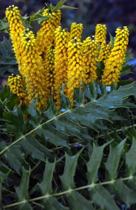 Top Ten Winter Blooming Plants For Pacific Northwest Gardens