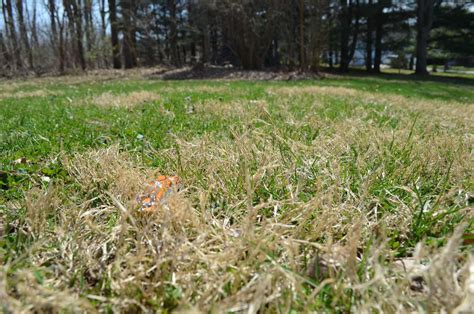 Grassy Weeds Becoming More Prevalent In Yards